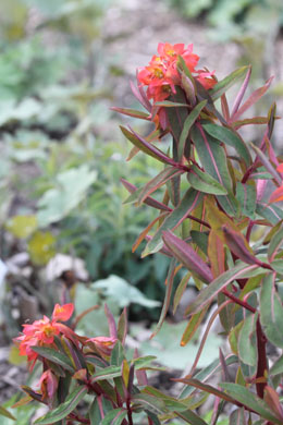 Euphorbia griffithii  – pryšec Griffithův